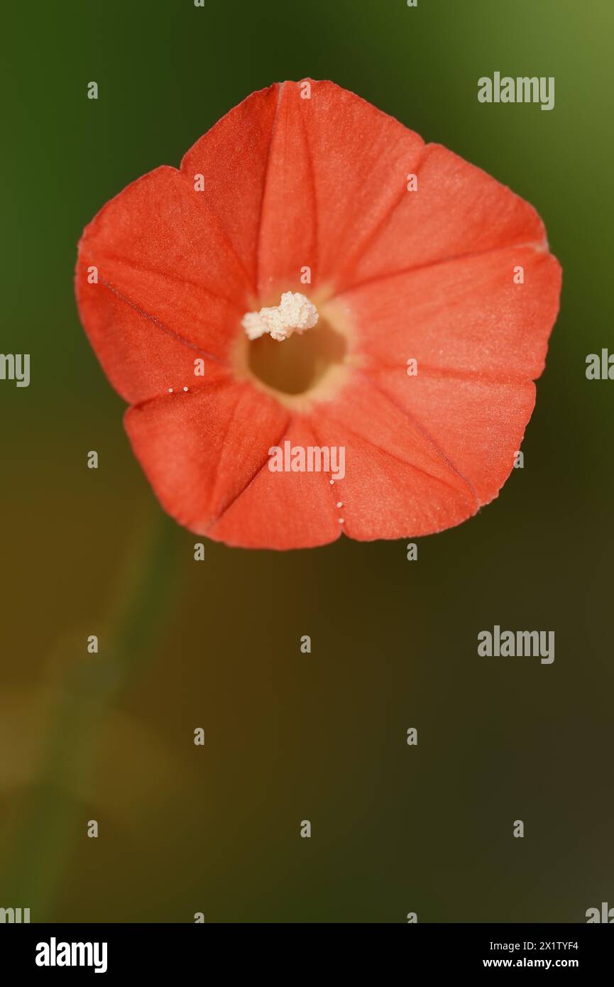 Aspersion écarlate ou aspergée rouge (Ipomoea coccinea, Convolvulus coccineus), fleur, originaire du Mexique, plante ornementale, Rhénanie-du-Nord-Westphalie Banque D'Images