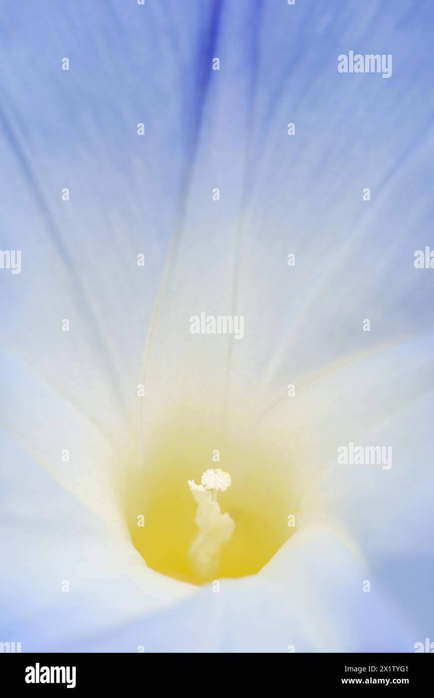 Gloire matinale tricolore (Ipomoea tricolor), détail de la fleur, originaire du Mexique, plante ornementale, Rhénanie du Nord-Westphalie, Allemagne Banque D'Images