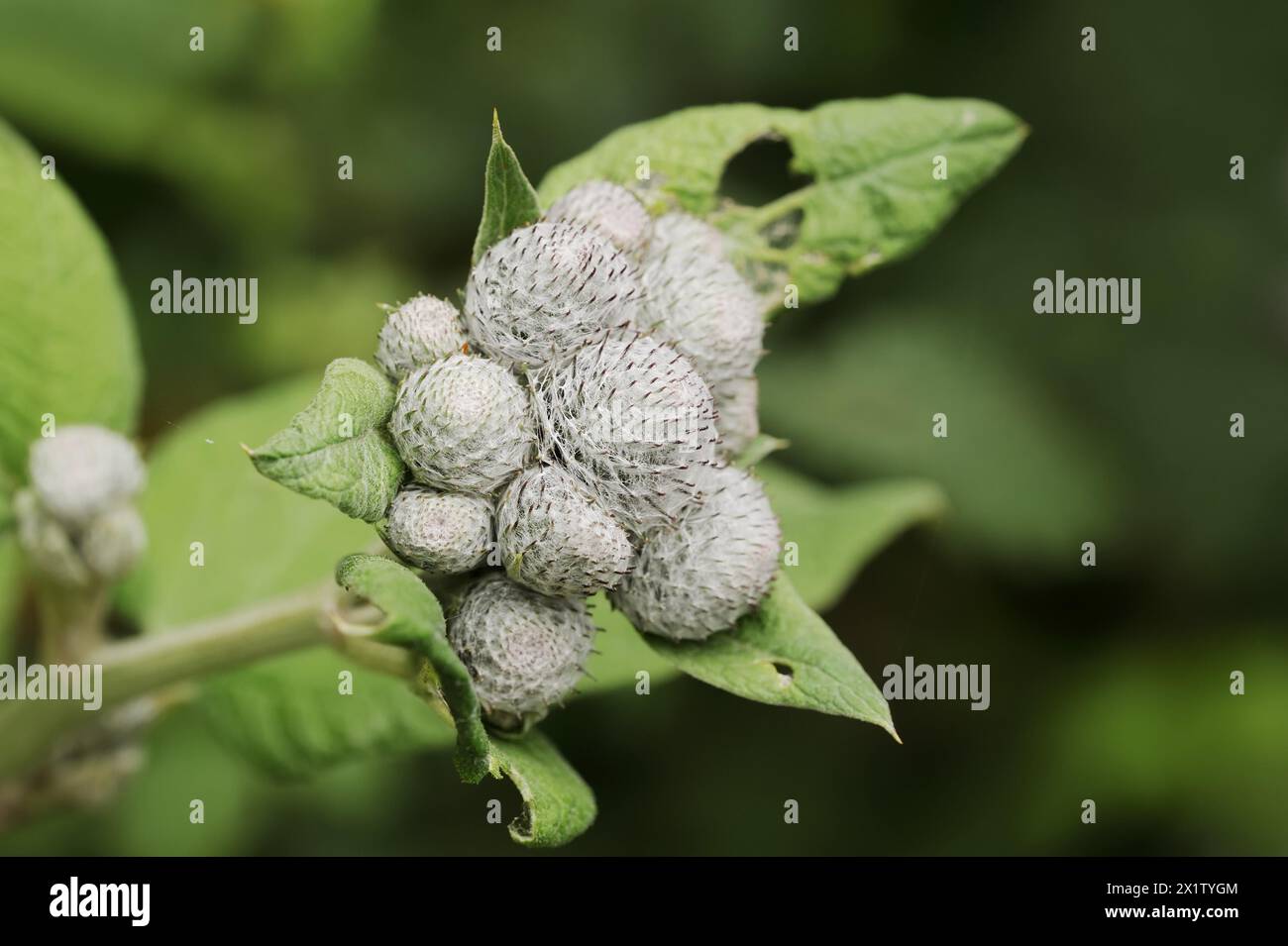 Bardane duveteuse (Arctium tomentosum), Rhénanie du Nord-Westphalie, Allemagne Banque D'Images