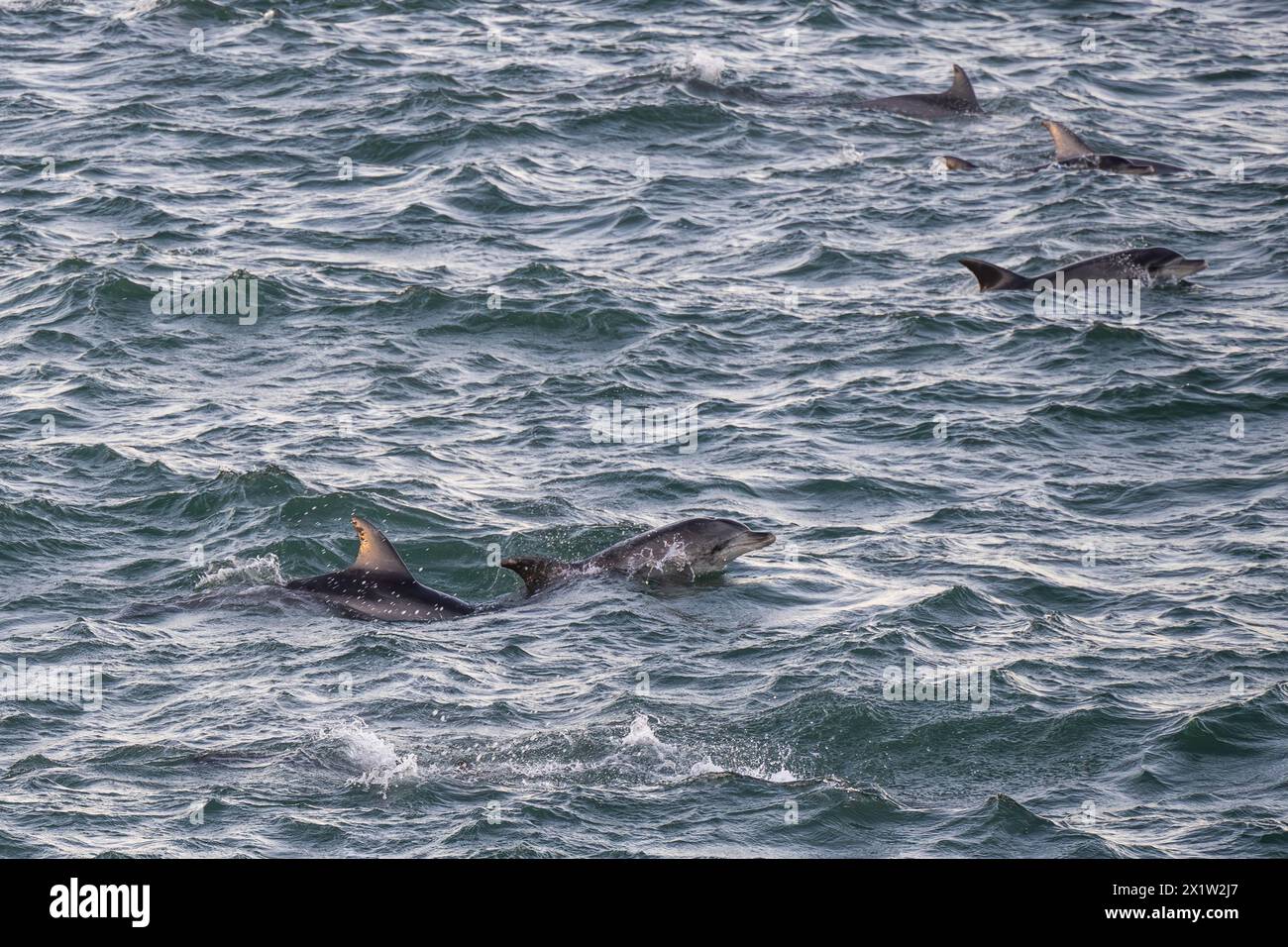 Dauphins, dauphins à bec large, Baie, Port Elizabeth, Afrique du Sud Banque D'Images