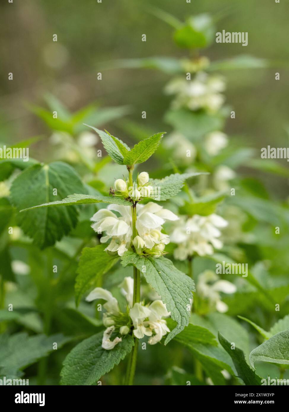 Ortie blanche (album Lamium) en fleurs, Leoben, Styrie, Autriche Banque D'Images