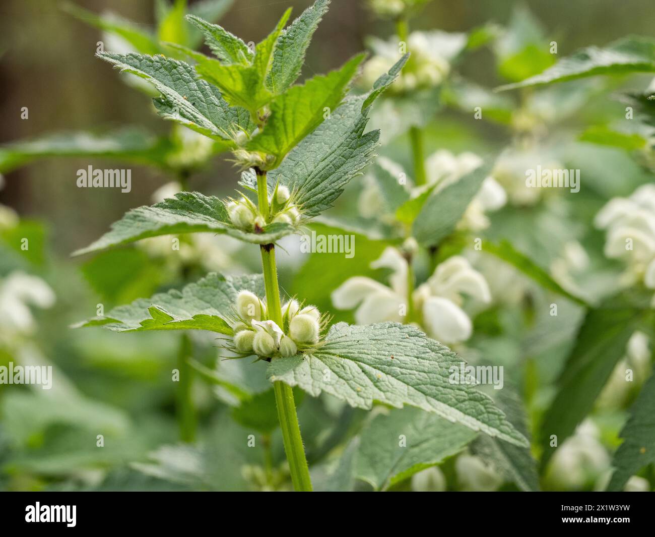 Ortie blanche (album Lamium) en fleurs, Leoben, Styrie, Autriche Banque D'Images