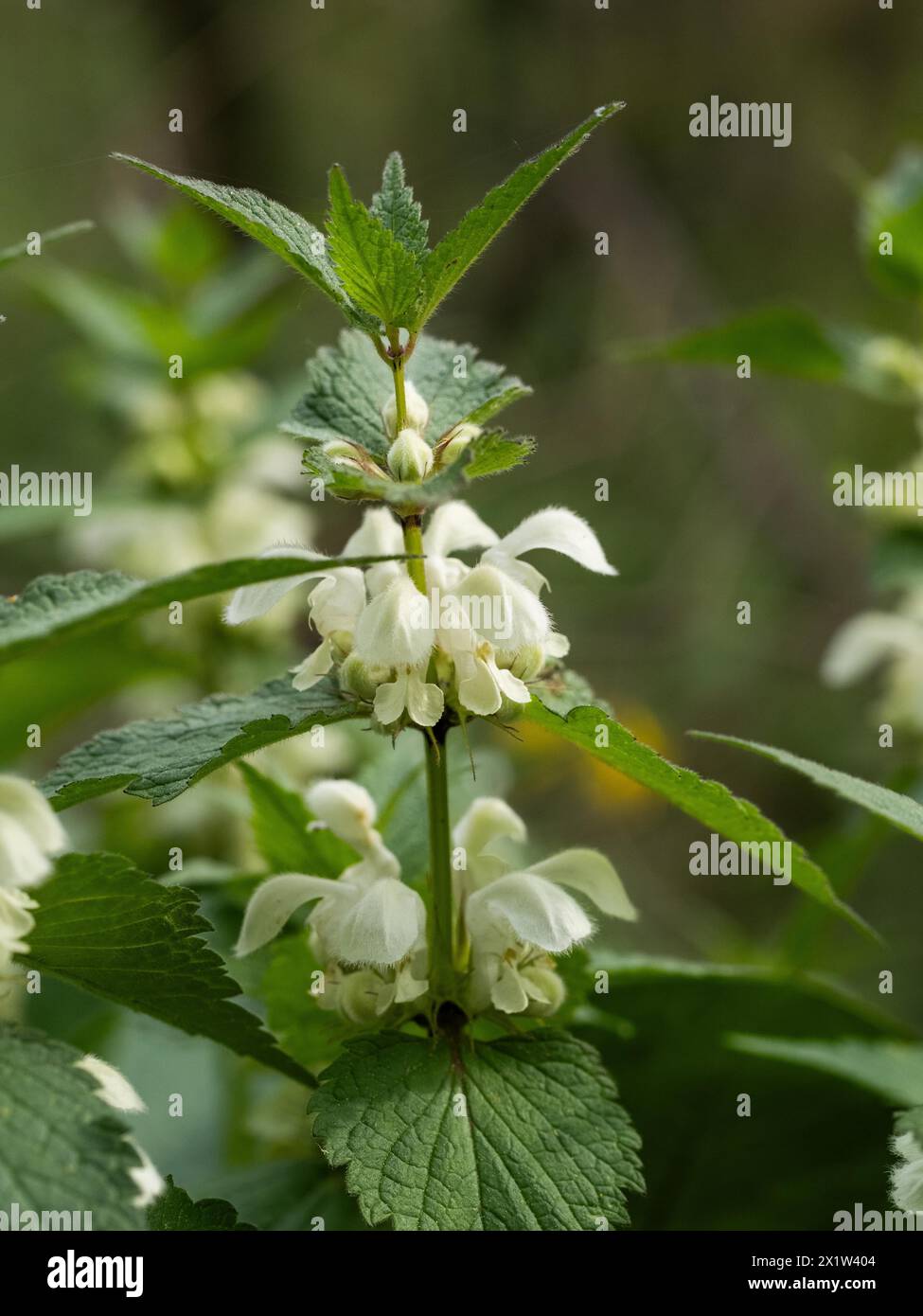 Ortie blanche (album Lamium) en fleurs, Leoben, Styrie, Autriche Banque D'Images