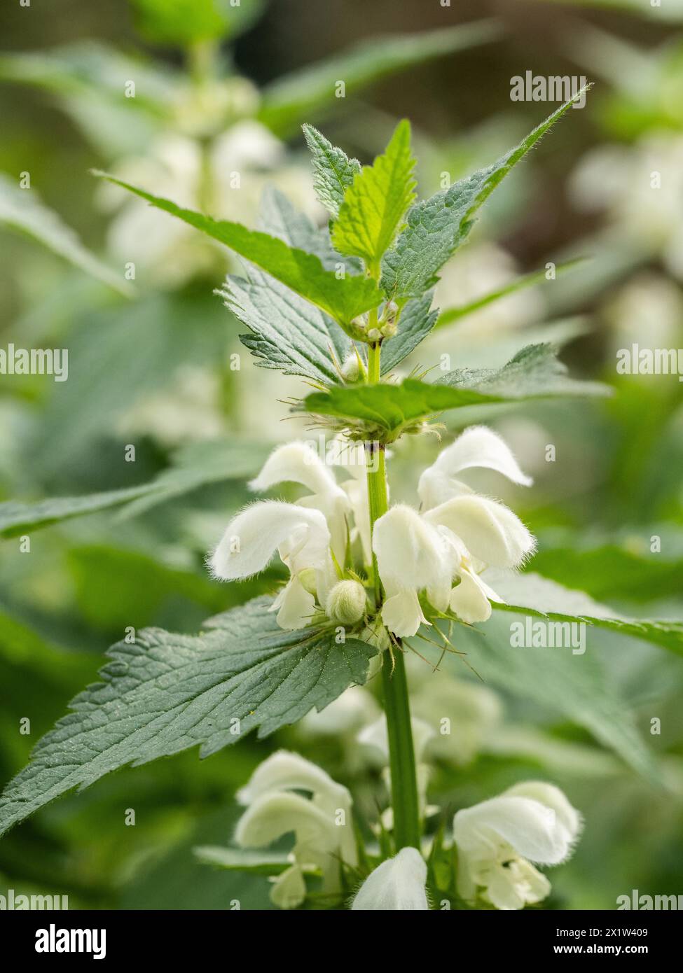 Ortie blanche (album Lamium) en fleurs, Leoben, Styrie, Autriche Banque D'Images