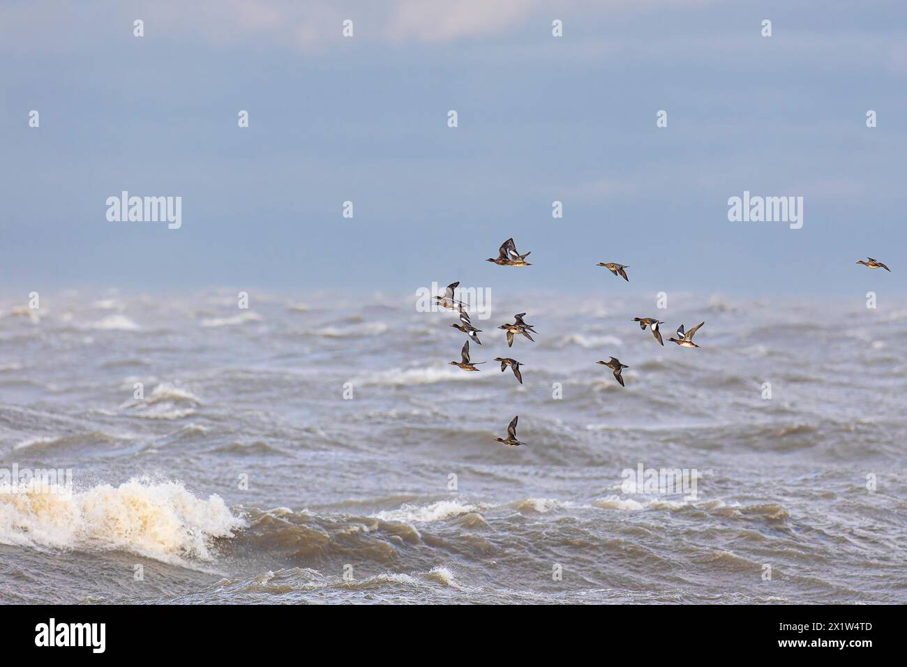 Wigeon eurasien (Anas penelope), petit troupeau en vol au-dessus de la mer turbulente, Laanemaa, Estonie Banque D'Images