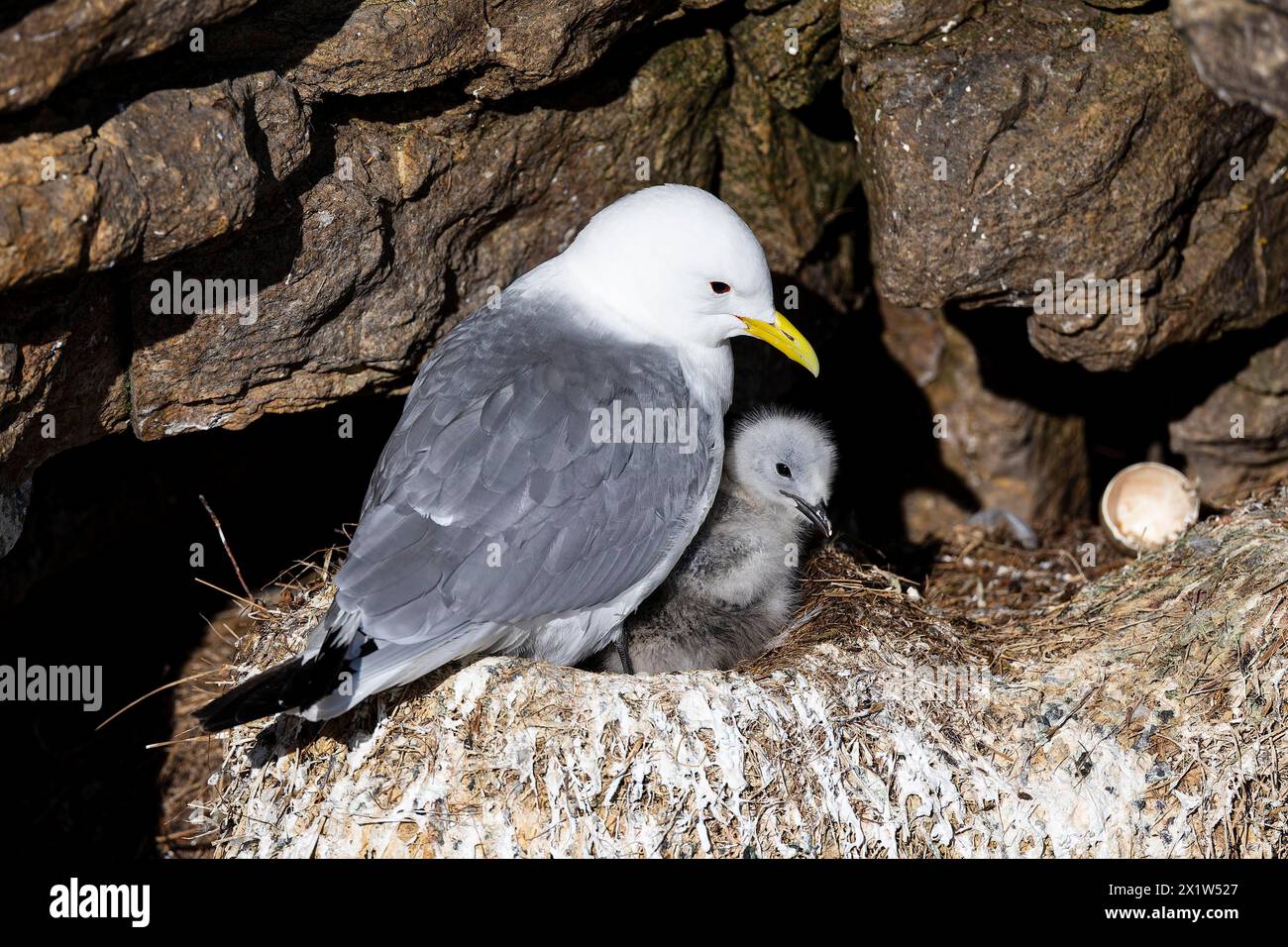 Kittiwake à pattes noires (Rissa tridactyla) avec poussin et coquille d'œuf vide assis sur le nid, Varanger, Finnmark, Norvège Banque D'Images