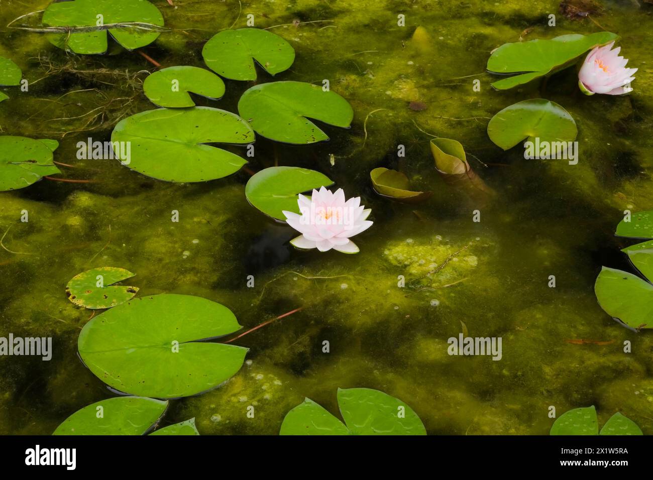 Gros plan de nymphée rose et jaune, fleurs de nénuphar et nénuphars verts flottant sur la surface de l'étang avec une grande quantité de chlorophyta dense Banque D'Images