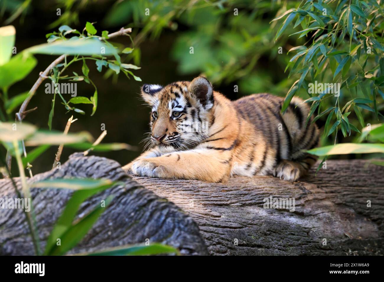 Un jeune tigre d'apparence curieuse jeune repose sur un tronc d'arbre, tigre de Sibérie, tigre de l'amour, (Phantera tigris altaica), oursons Banque D'Images