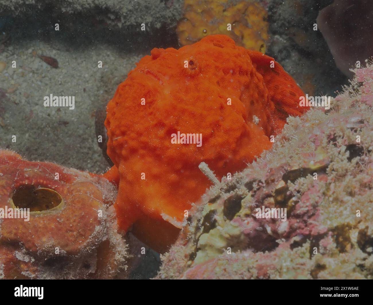 Palourde (Antennarius multiocellatus), site de plongée Pauls Reef, Riviera Beach, Floride, États-Unis Banque D'Images