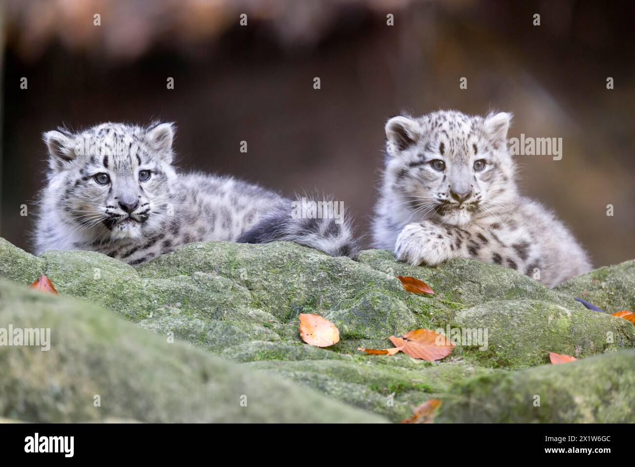 Deux petits léopards des neiges attentifs couchés derrière une bûche, léopard des neiges, (Uncia uncia), jeune Banque D'Images