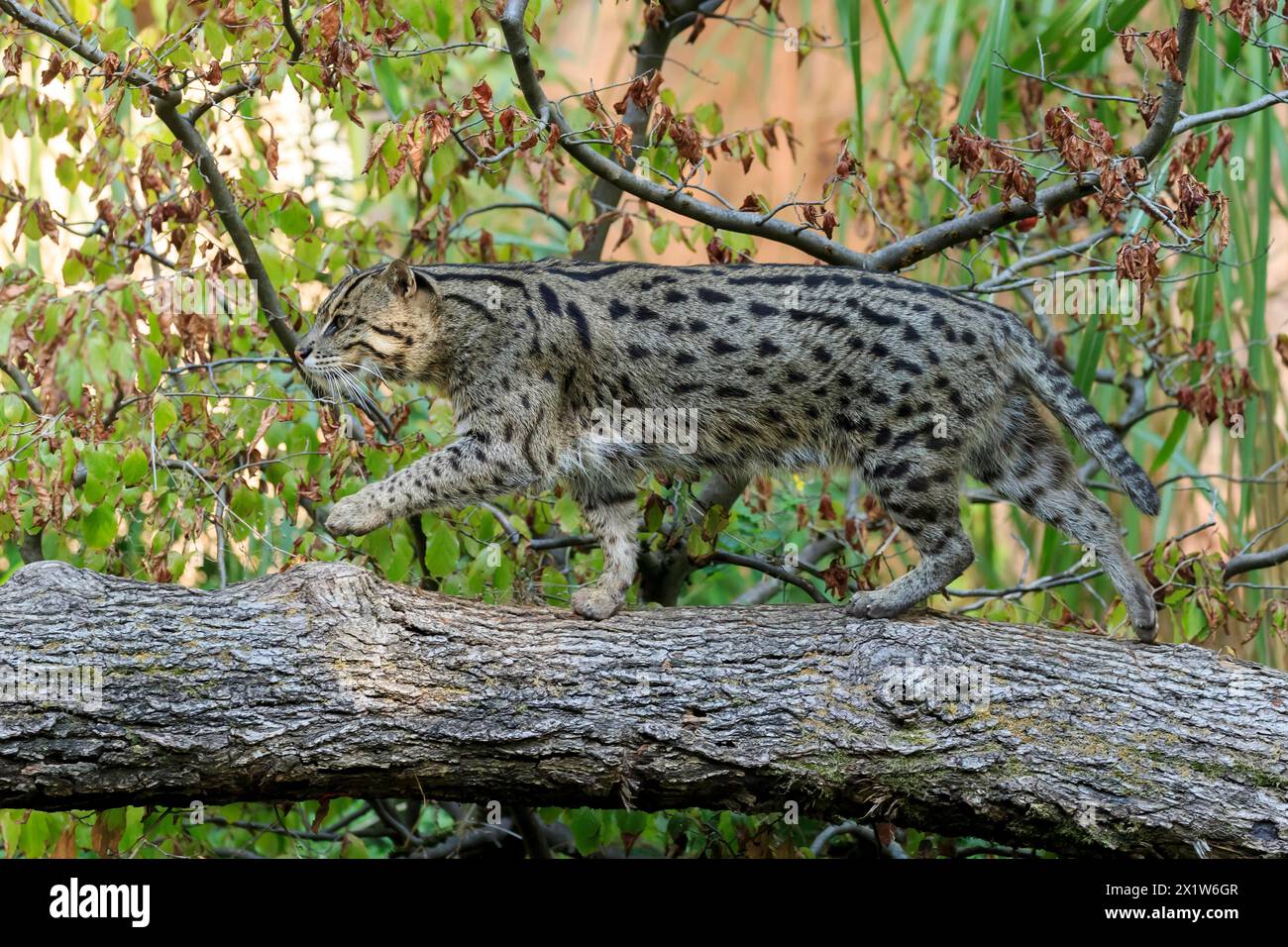 Chat sauvage se déplaçant de manière agile sur un tronc d'arbre, entouré de branches d'automne, chat pêcheur (Prionailurus viverrinus) Banque D'Images