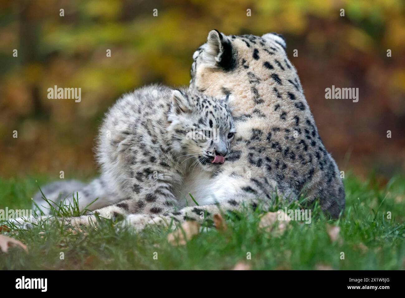 Deux joueurs de léopards des neiges nichés ensemble dans l'herbe, léopard des neiges, (Uncia uncia), jeune Banque D'Images