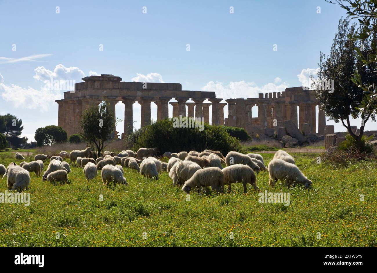 Italie, Sicile, Selinunte, un troupeau de moutons et le Temple de Héra grecque (409 b.c.) Banque D'Images