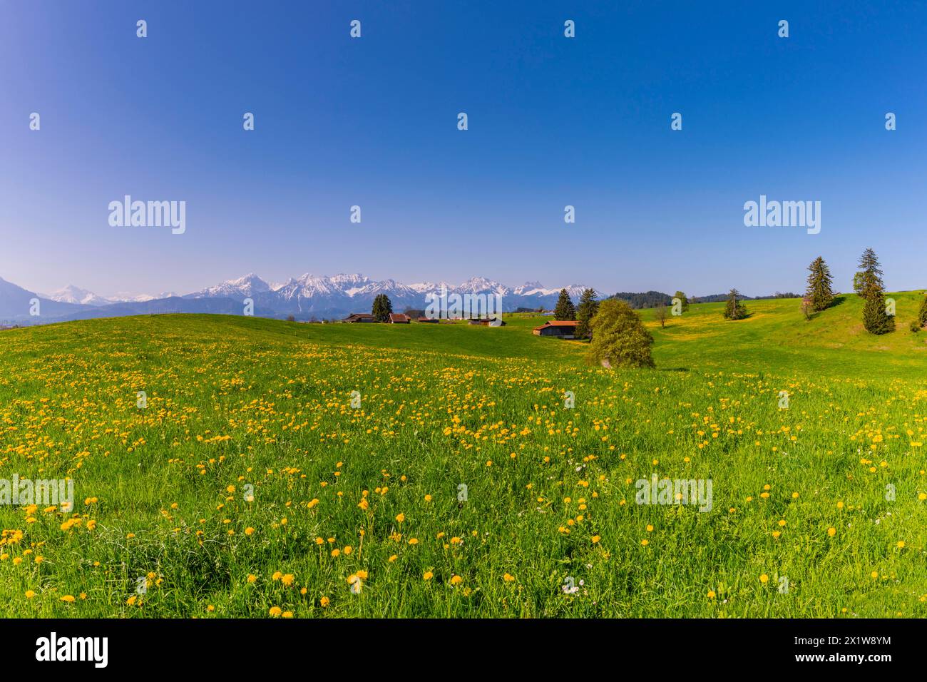 Pissenlit commun (Taraxacum sect. Ruderalia) au printemps, prairie près de Rieden am Forggensee, Ostallgaeu, Allgaeu, Bavière, Allemagne Banque D'Images