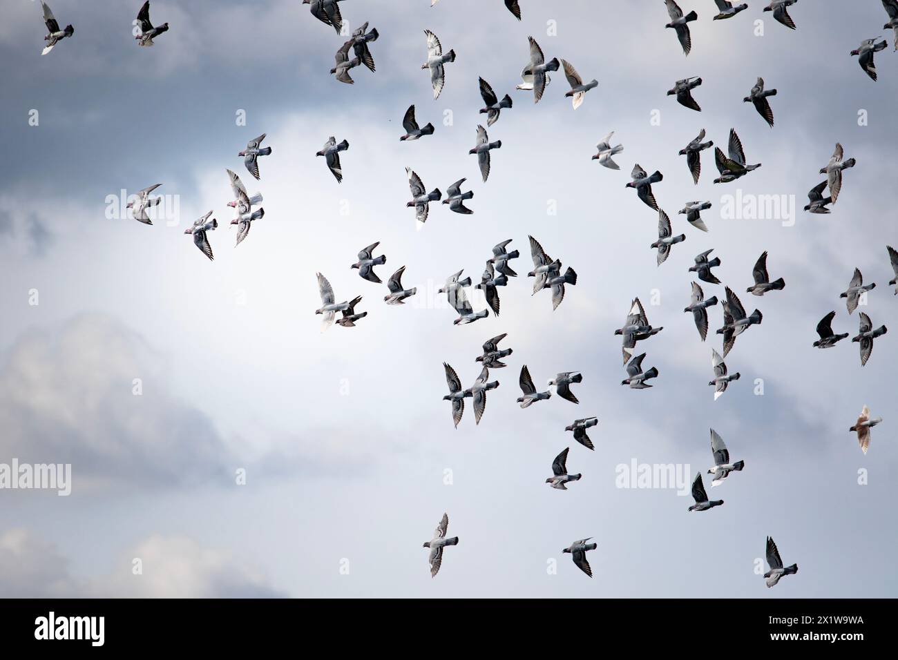 pigeon voyageur de groupe volant contre le ciel nuageux Banque D'Images