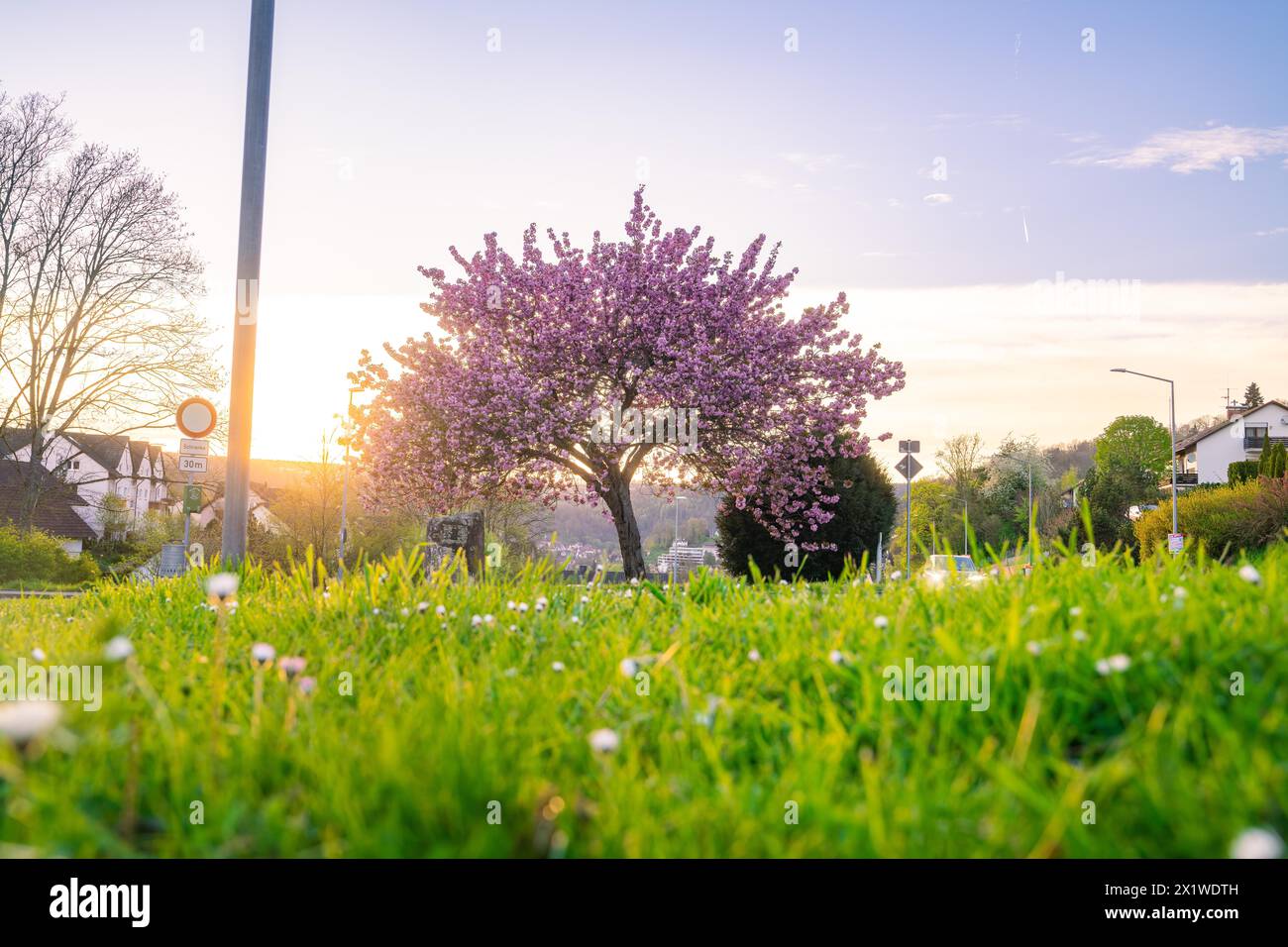Un arbre en fleurs et une prairie couverte de marguerites sur fond d'un coucher de soleil pittoresque dans la banlieue, printemps, Calw, Forêt Noire, Allemagne Banque D'Images