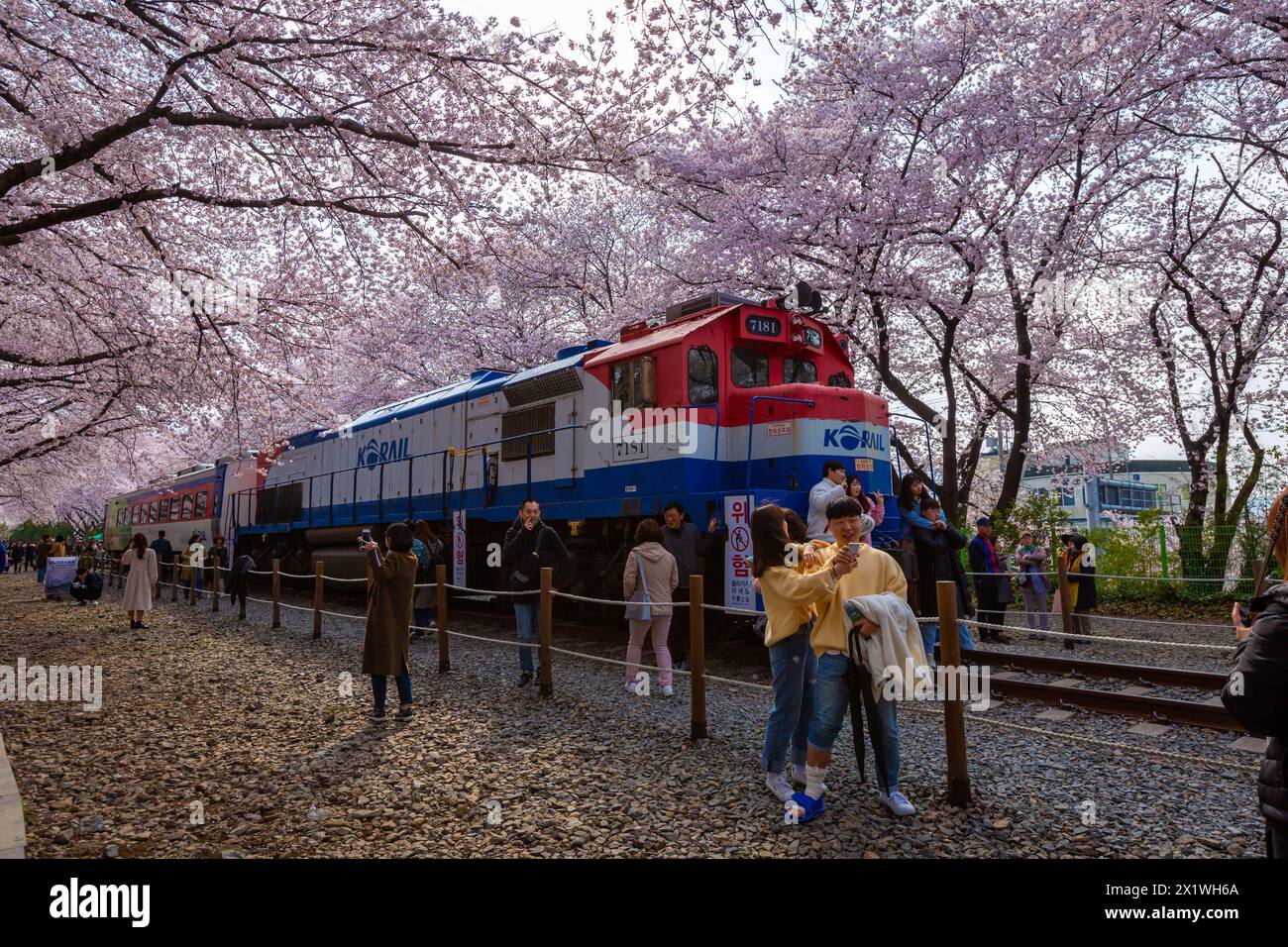 La floraison des cerisiers et le train au printemps en Corée est le lieu d'observation populaire de la floraison des cerisiers, jinhae Corée du Sud. Banque D'Images