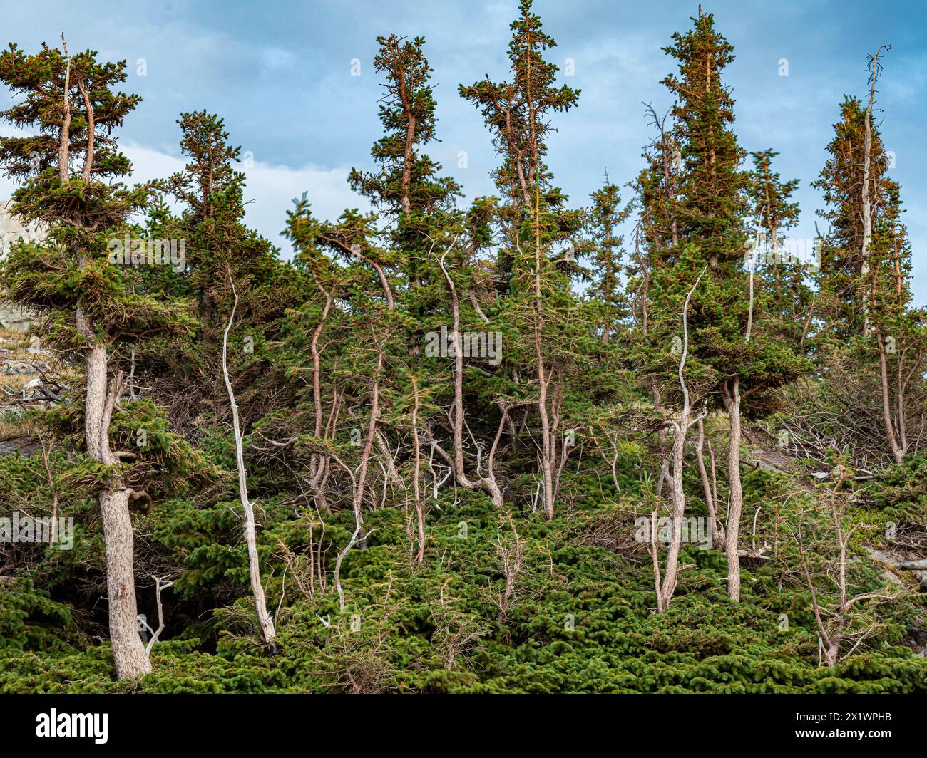 Les troncs de conifères se sont tordus ou tordus en formes étranges au sommet d'une crête dans la chaîne de montagnes enneigées, dans la forêt nationale de Medicine Bow, comté d'Albany, Wyoming Banque D'Images