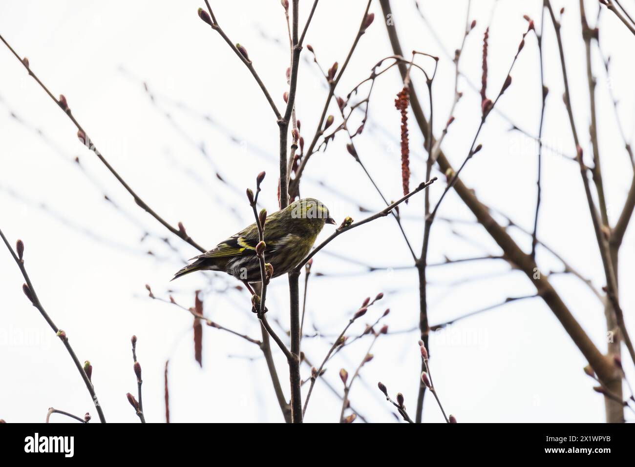 Oiseau gris jaune est sur la branche. Le siskin eurasien est un petit oiseau passereau de la famille des finch Fringillidae. Il est aussi appelé le sisk européen Banque D'Images