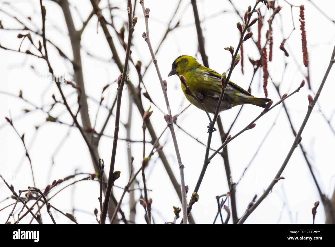 L'oiseau jaune est sur la branche. Le siskin eurasien est un petit oiseau passereau de la famille des finch Fringillidae. Il est aussi appelé le siskin européen, c Banque D'Images