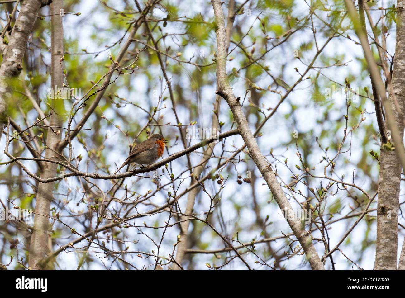 Petit oiseau sauvage est assis sur une branche d'arbre dans la forêt un jour de printemps. robin européen Banque D'Images