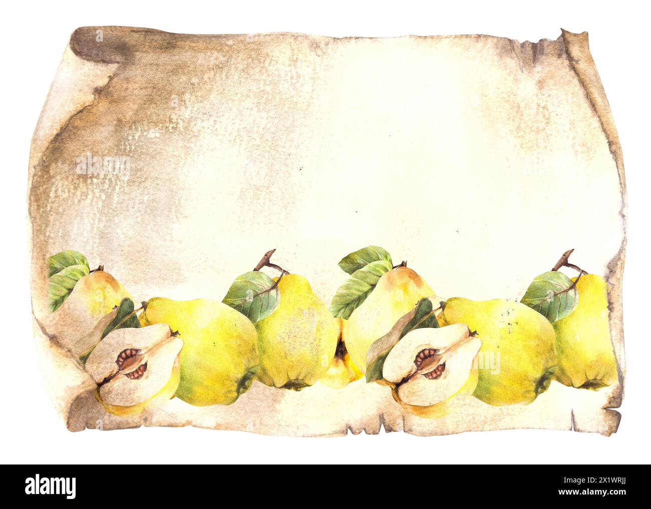 Bordure de fruit de coing jaune mûr sur une vieille feuille de papyrus, fond de papier de défilement vintage. Aquarelle illustration dessinée à la main Clipart pour le menu alimentaire Banque D'Images