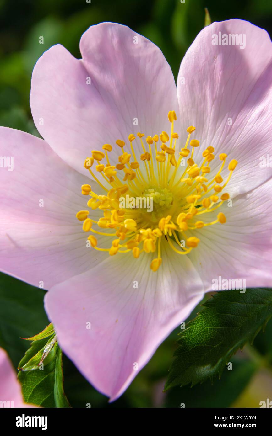 Rosier de chien, Rosa canina, montée de roses sauvages en fleurs dans un parc, gros plan avec une attention sélective. Banque D'Images
