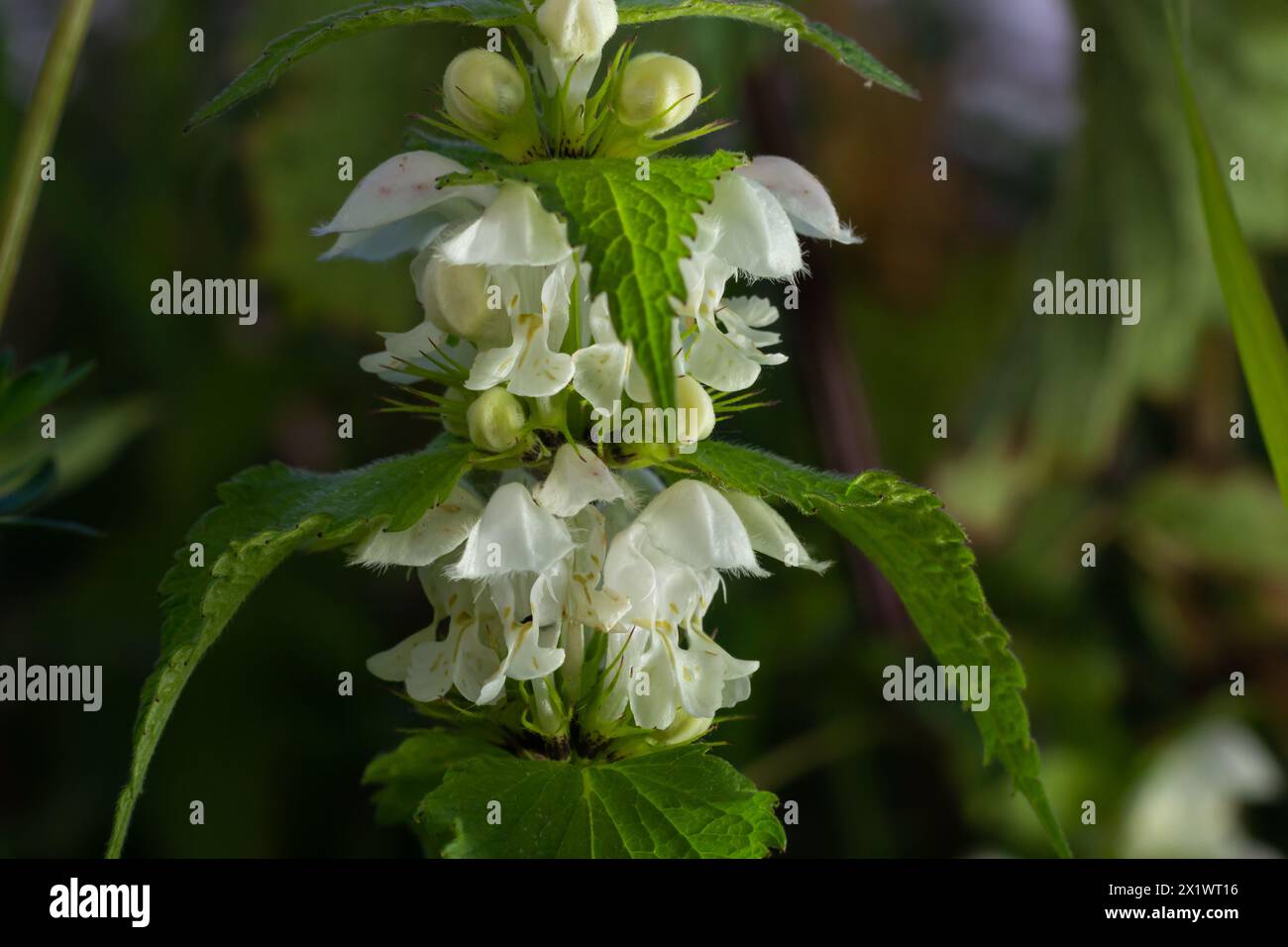 L'album de Lamium, communément appelé ortie blanche ou ortie blanche morte, est une plante à fleurs de la famille des Lamiaceae. Banque D'Images