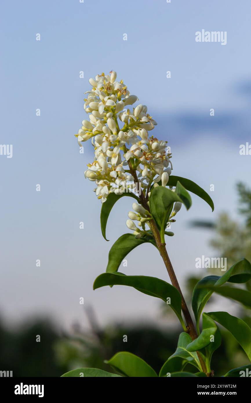 Fleurs en fleurs privet européen ou ligustrum vulgare avec fleurs blanches et feuillage vert. Banque D'Images