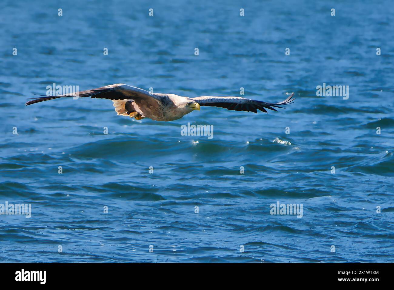 Aigle de mer à queue blanche chassant le poisson sur la côte écossaise Banque D'Images