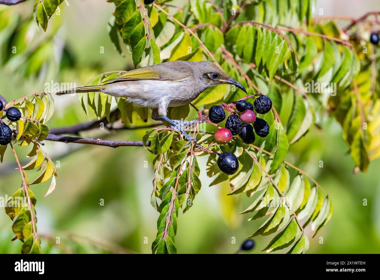 Miel brun – Lichmera indistincta sur un Curry Bush à Bickley, Perth Hill, Australie occidentale. Banque D'Images