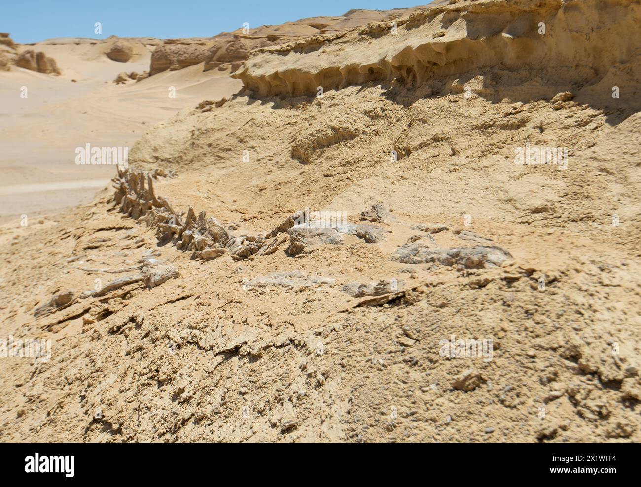 Vue panoramique sur le désert occidental désertique désertique et stérile en Égypte avec des formations rocheuses géologiques de grès de montagne et squelette de baleine fossilisé Banque D'Images