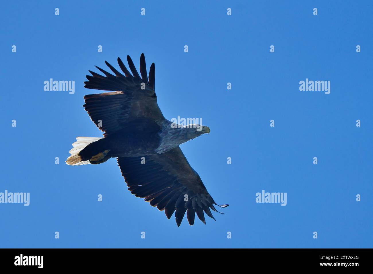 Aigle de mer à queue blanche chassant le poisson sur la côte écossaise Banque D'Images