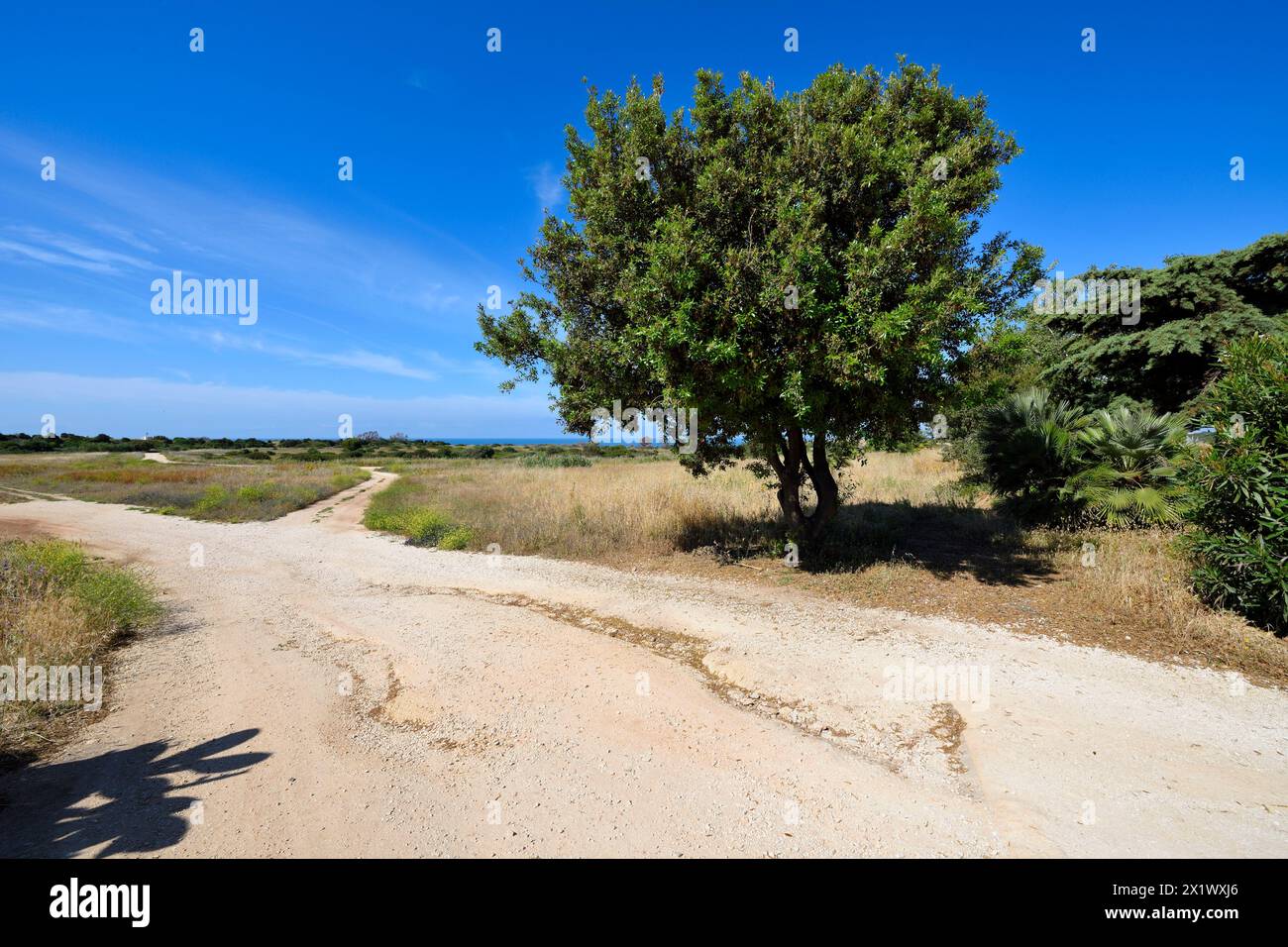 Paysage près de la zone archéologique de ​​selinunte. Castelvetrano. Sicile Banque D'Images