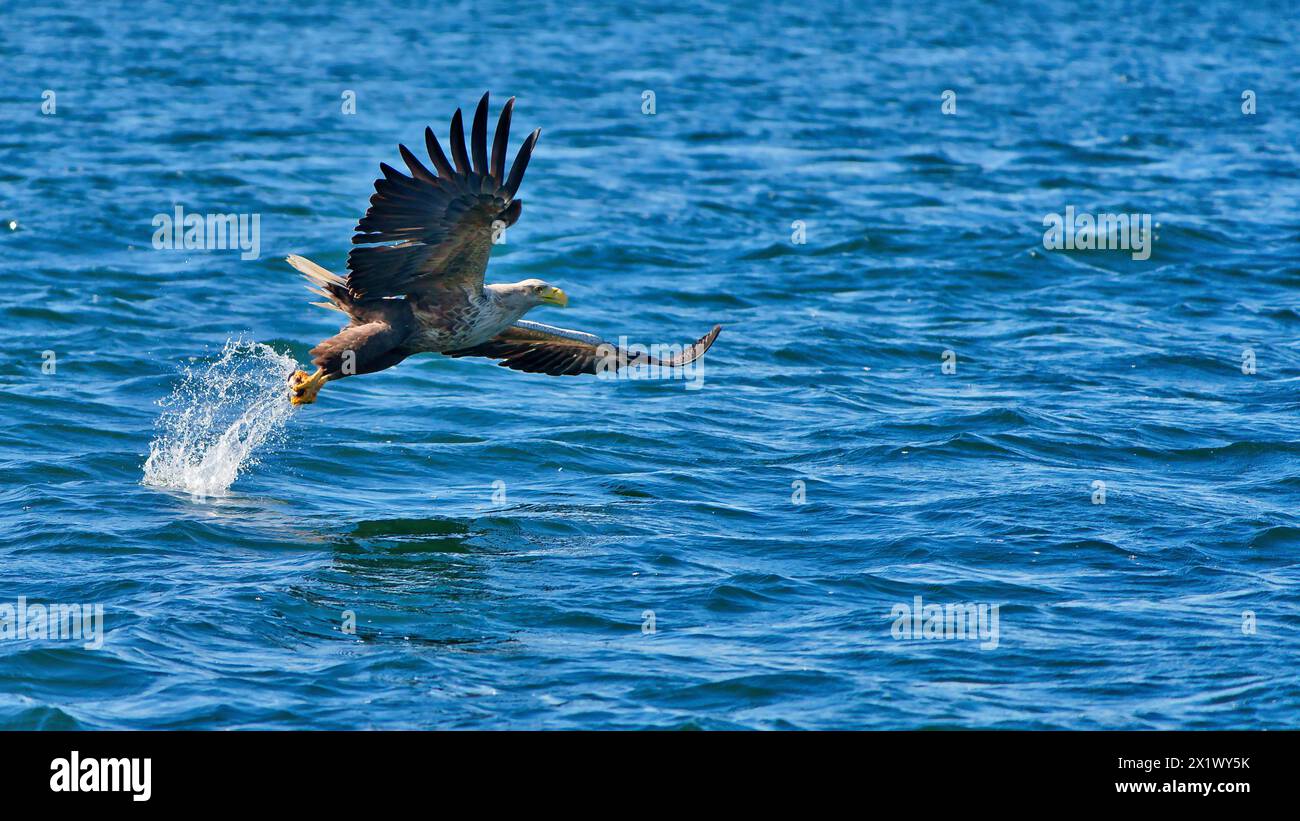 Aigle de mer à queue blanche chassant le poisson sur la côte écossaise Banque D'Images