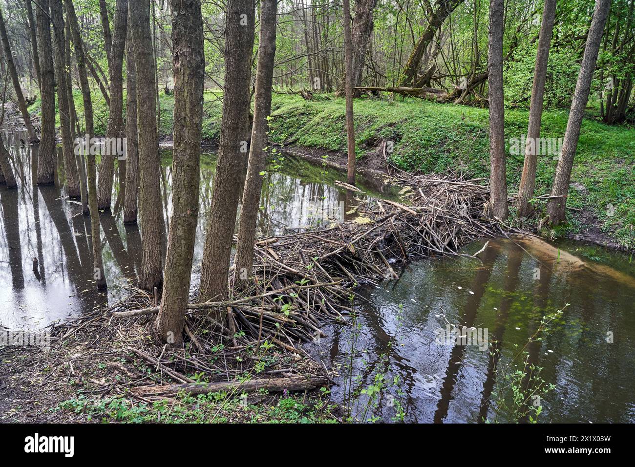 Barrage construit par des castors sur une petite rivière dans la forêt, Pologne Banque D'Images