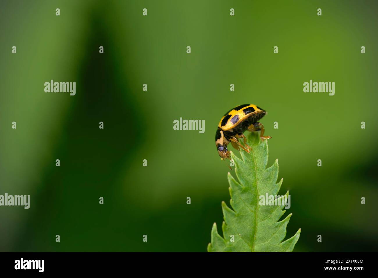 Gros plan d'une coccinelle à 14 taches (Propylea quatuordecimpunctata) en équilibre sur une feuille épaisse, macro, photographie d'insectes, biodiversité, nature Banque D'Images