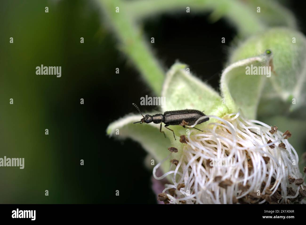 Gros plan d'un seul coléoptère (Dasytidae, du genre Dasytes) rampant sur une fleur, macro, photographie d'insectes, biodiversité, nature, biologie Banque D'Images