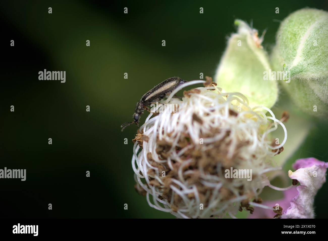 Gros plan d'un seul coléoptère (Dasytidae, du genre Dasytes) rampant sur une fleur, macro, photographie d'insectes, biodiversité, nature, biologie Banque D'Images