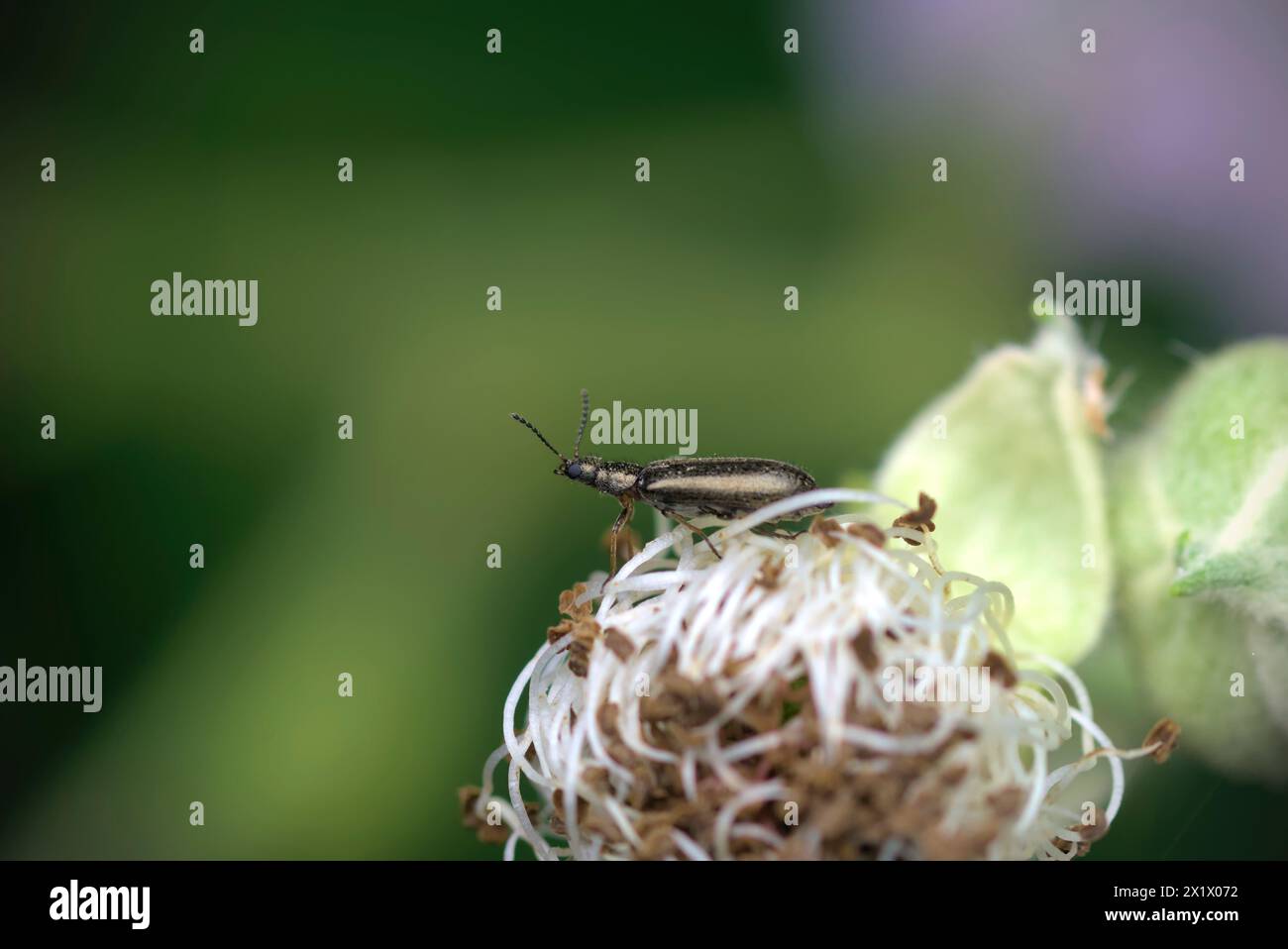 Gros plan d'un seul coléoptère (Dasytidae, du genre Dasytes) rampant sur une fleur, macro, photographie d'insectes, biodiversité, nature, biologie Banque D'Images