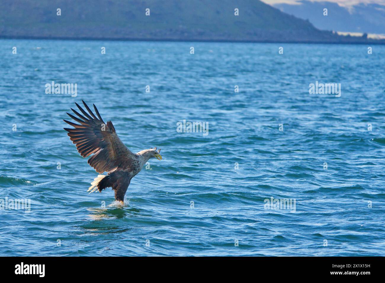 Aigle de mer à queue blanche chassant le poisson sur la côte écossaise Banque D'Images