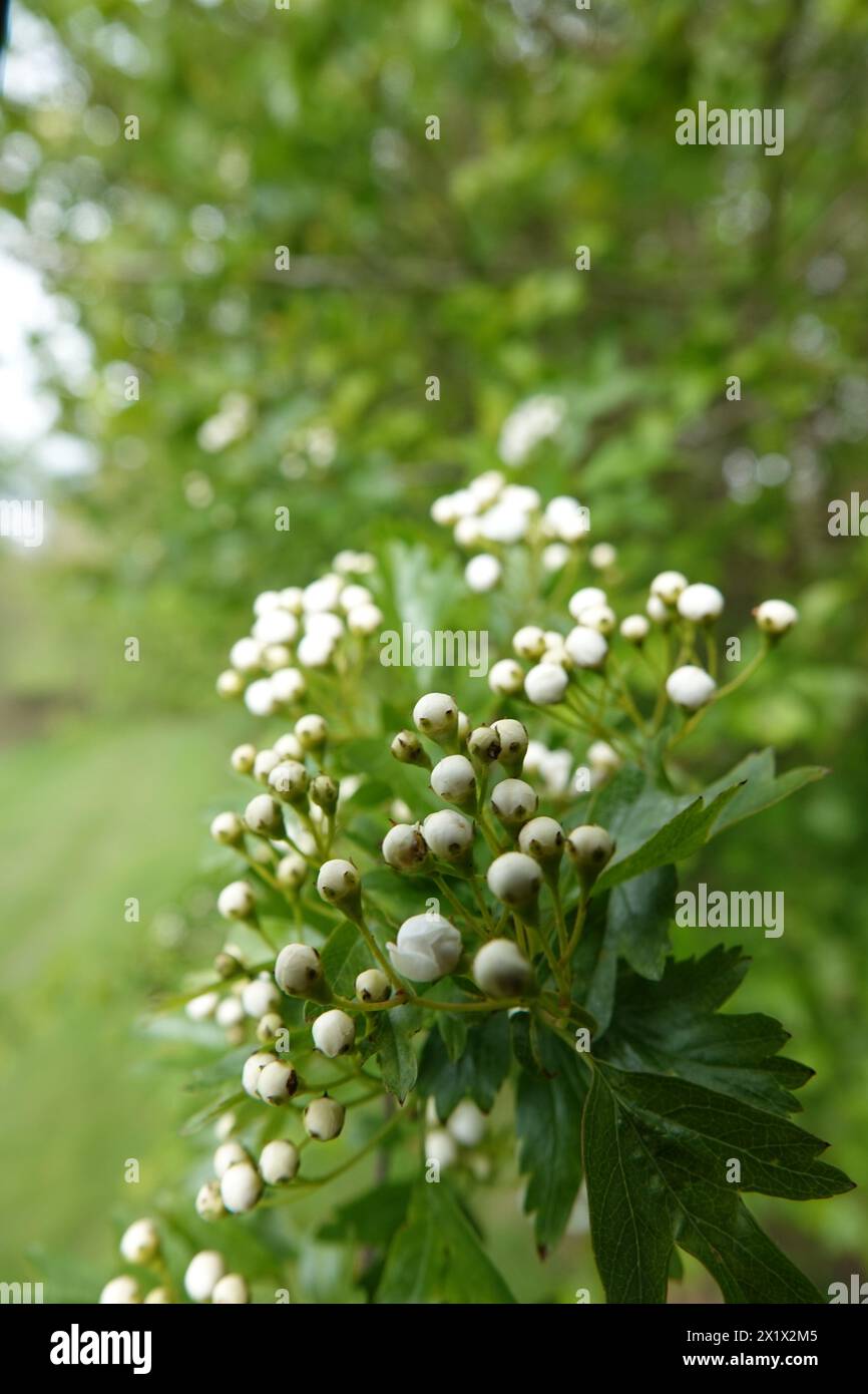 Spring UK, Hawthorn Flower Buds Banque D'Images