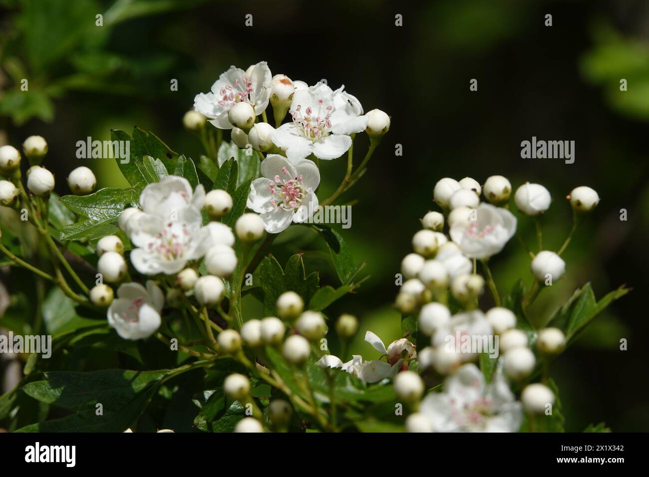 Spring UK, Hawthorn Flowers and Buds Banque D'Images