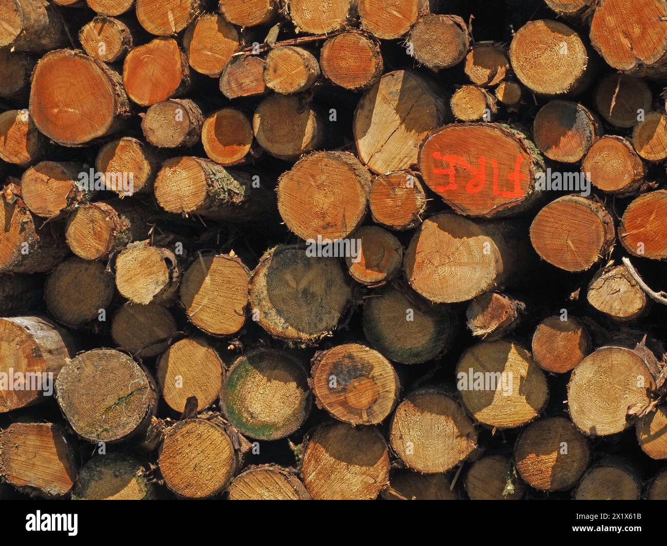 Pile de troncs en bois taillé ensoleillé de circonférence différente - l'un d'un pr d'images, un FEU marqué dans la peinture rouge, et un BOIS marqué, Angleterre, Royaume-Uni Banque D'Images