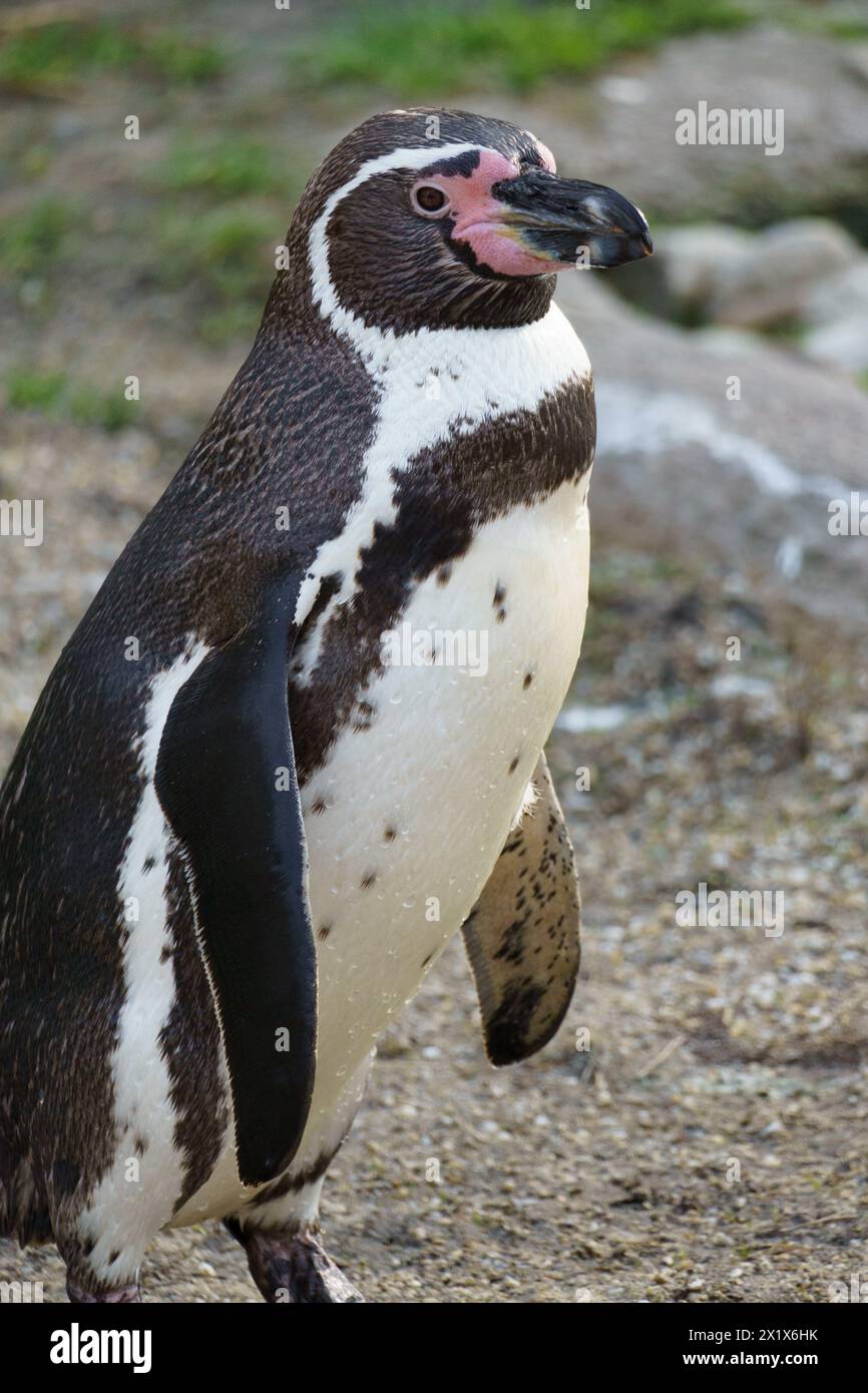 Portrait d'un manchot sud-américain de Humboldt (Spheniscus humboldti) Banque D'Images
