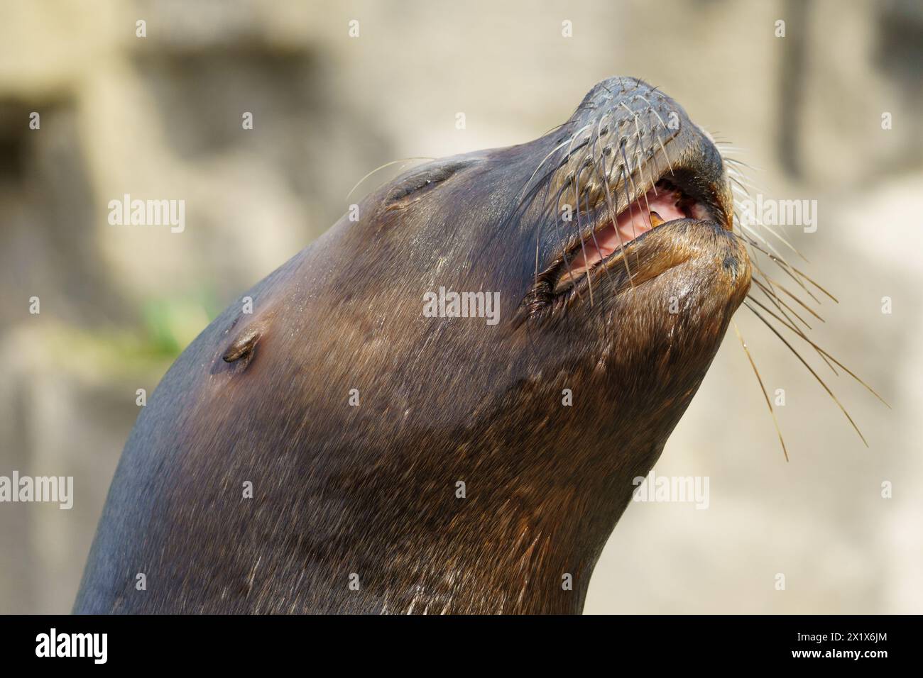 Portrait d'un lion de mer sud-américain aboyant (Otaria flavescens anciennement Otaria byronia) Banque D'Images