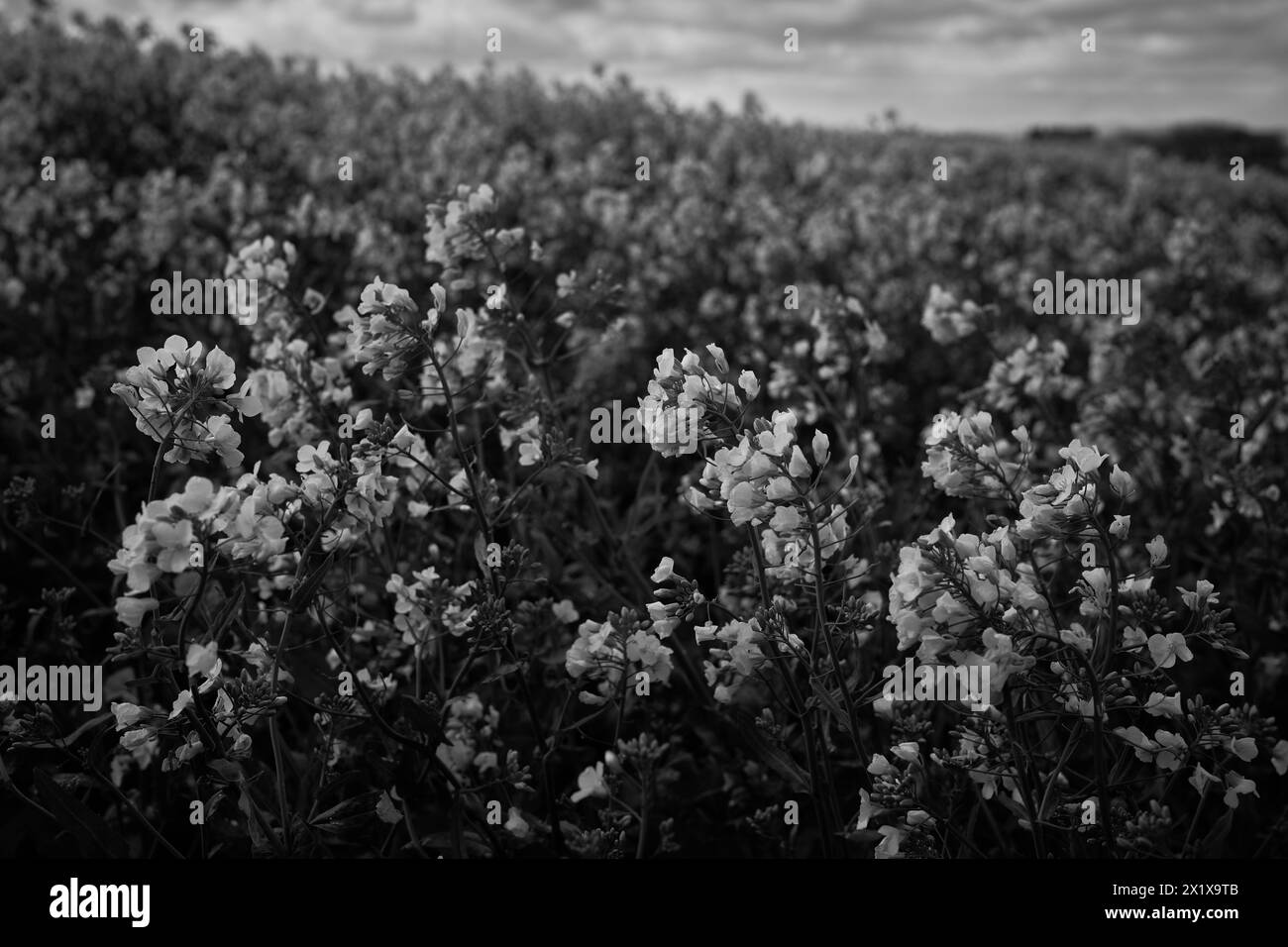 colza noir et blanc Banque D'Images