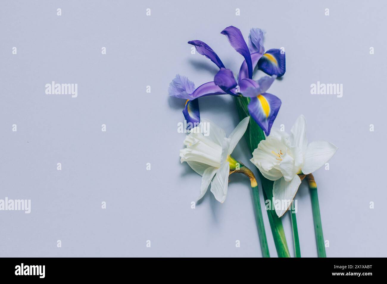 Bouquet de fleurs tendres de jonquille (narcisse) et d'iris sur fond gris. Placer pour le texte. Banque D'Images