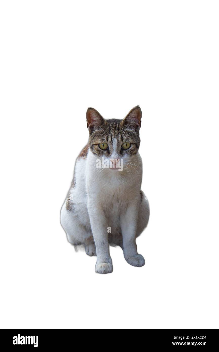 Images isolées de chats attentifs debout. Parfait pour les dessins centrés sur les animaux, les illustrations sur le thème des animaux et les compositions ludiques Banque D'Images