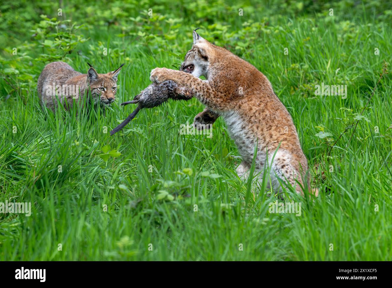 Deux lynx eurasiens juvéniles (Lynx lynx) jouant avec des proies de rats musqués (Ondatra zibethicus) tués dans les prairies/prairies Banque D'Images